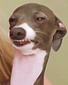 Quando alguma coisa vira modinha no tumblr:
