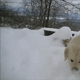 Golden Retriever Puppies In the Snow x
