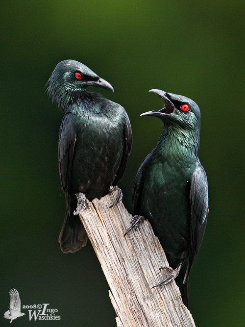 shymollymawk: Asian Glossy Starlings (Aplonis panayensis)