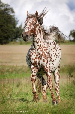 ahorseisnotahorse:  Spotted horse 