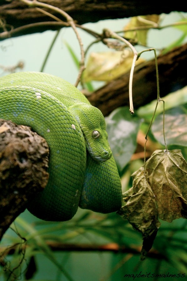 maybeitsmadness:  Green Tree Python, Lincoln Park Zoo 