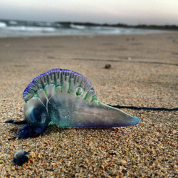 eastcoastaussie:  My photo of a bluebottle 