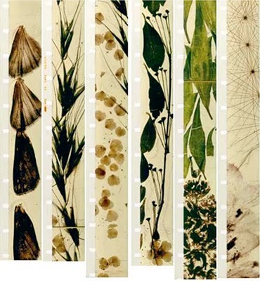 Filmstrips from Stan Brakhage&rsquo;s Mothlight