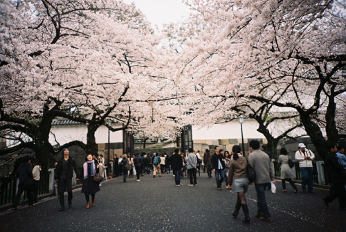 dreams-of-japan:  ピンク！ by soreikea on Flickr. 