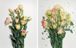  Flowers dipped in liquid nitrogen and then