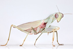 prism-cloud: Hierodula salomonis, aka, the “Jade Mantis”