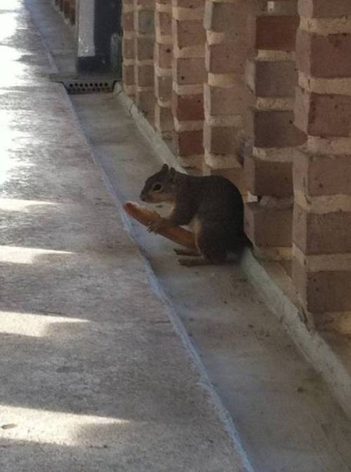 drunkdilf:  would u look at that huge squirrel dong, homebody was blessed 
