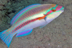 gaiaqueen:  ichthyologist:  Slippery Dick (Halichoeres bivittatus) The slippery dick is a species of ocean dwelling fish belonging to the wrasse family. There is a wide colour variation within the species, with colours ranging from purple to green. Kevin