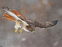 peregrineinastoop:  Red-tailed Hawk by Jim