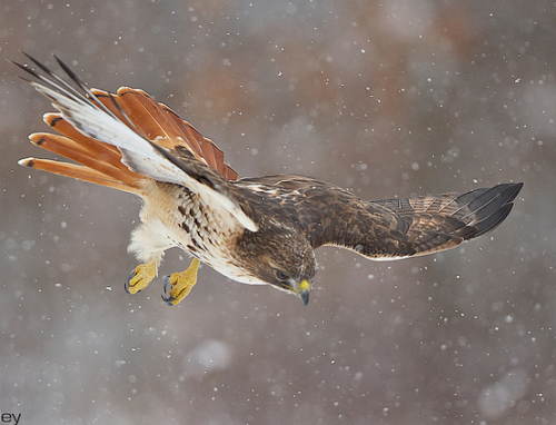 peregrineinastoop:  Red-tailed Hawk by Jim Ridley 