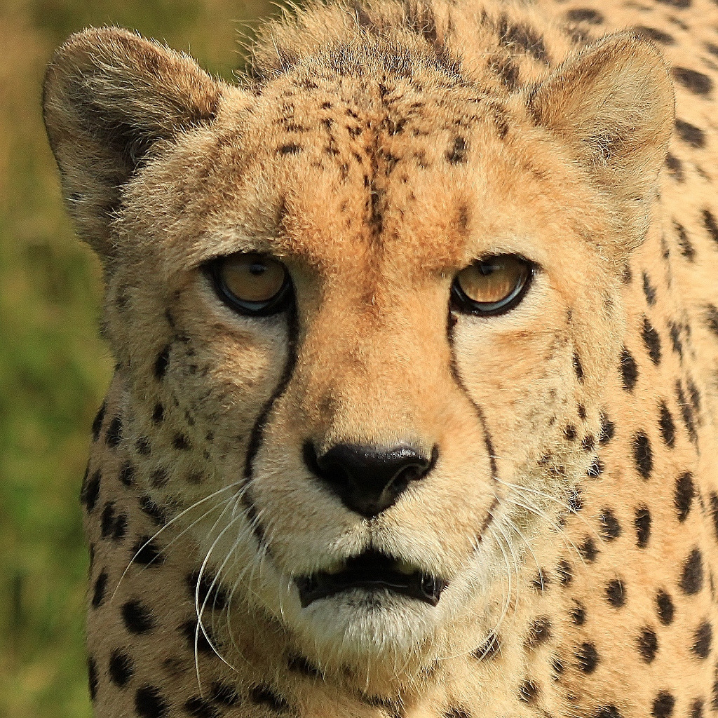 llbwwb:  Cheetah Portrait (by TenPinPhil)  Nice pussy cat.