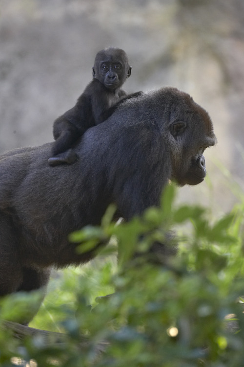 ea–rth: llbwwb:   Piggy back,Awww (by Official San Diego Zoo)       dash is dead, check out my