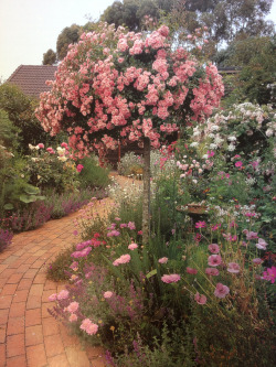 Andantegrazioso: Songe D’un Jardin De Roses