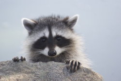 animals-animals-animals:  Little Raccoon Baby (by SonjaStarke) 