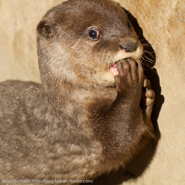 dailyotter:  Oops… I’ve Done Something Very Bad. Just Kidding, It Wasn’t Me!