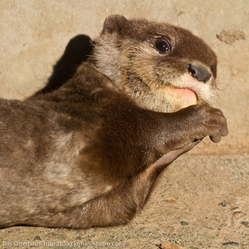 dailyotter:  Oops… I’ve Done Something Very Bad. Just Kidding, It Wasn’t Me! Via Das Otterhaus