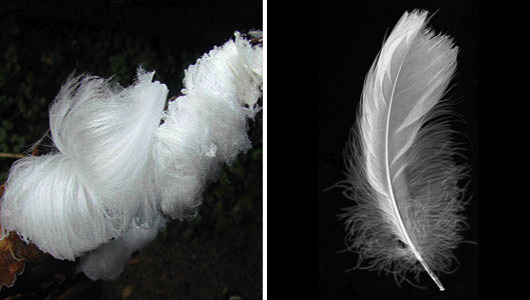 Feather frost: This type of frost is created from clusters of thin, curved ice filaments and has the appearance of hair or feathers. The rare phenomenon typically appears on water-logged wood when conditions are just right to allow ice filaments to...