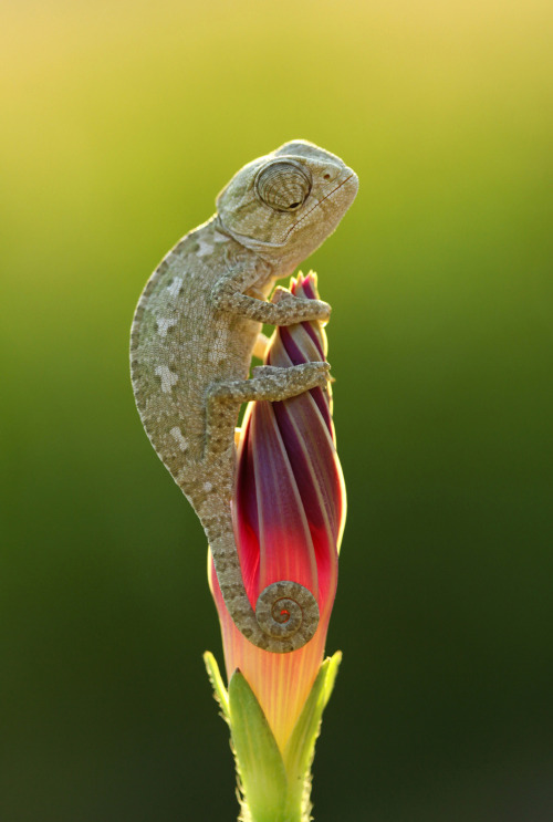 dendroica:  LOVELY DINOSAUR (Nature) – (Photo by Mehmet Karaca/National Geographic Photo Contest) (via National Geographic Photo Contest 2012: Part II - The Big Picture - Boston.com) 