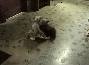 buzzfeed:  Lil’ Bear and Tala the wolf were inseparable growing up and are still