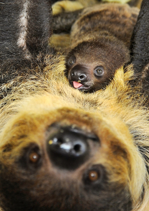 magicalnaturetour:A two-month-old sloth rests on the stomach of its mother Charlotte at the zoo in H