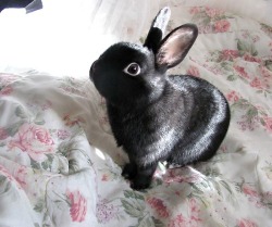 Not into rabbits anymore but ok, I would keep this 1.