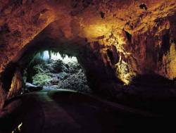 streetsofnature:  Parque de las cavernas del río camuy 