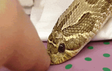 luno-vulpes:  Awwww bb &lt;3 