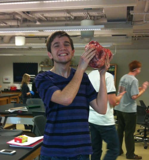 hydroxicacid: We played with cow hearts in bio lab today! The finger touch through the aorta pretty 