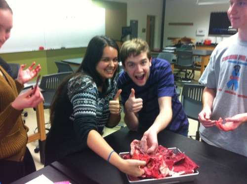 hydroxicacid: We played with cow hearts in bio lab today! The finger touch through the aorta pretty 