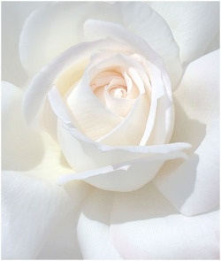 Purity of White