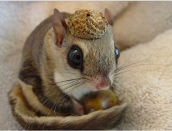 faustianhierophant:  A Japanese Dwarf Flying Squirrel wearing an acorn top as a hat. 