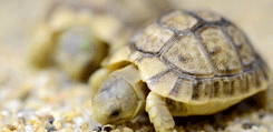 aspidelaps:  Baby tortoises aaaa! I think these are greeks? Not too sure, I don’t really work with young tortoises at all, but gosh gosh GOSH cuties lookitem pickin at the seed mix kiss them all 