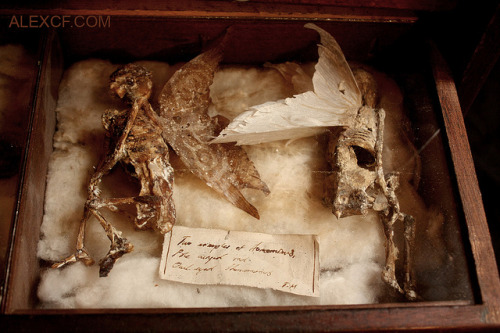 odditiesoflife:  Fairies, Nymphs, & Demons - A Bizarre Collection of Strange Specimens The specimens of Alex CF feature an incredible collection of cryptozoology. His page features amazing stories behind his collection that include descriptions of