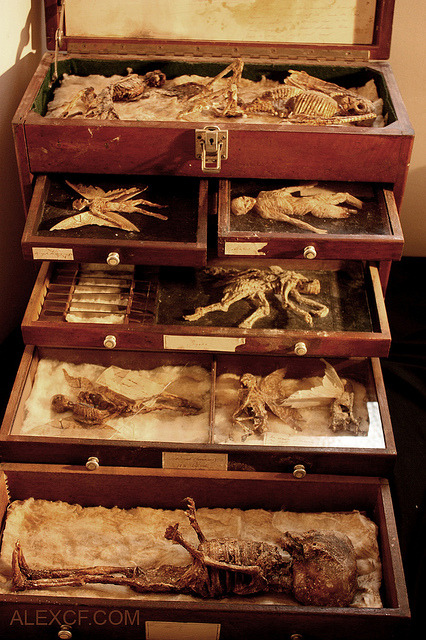 odditiesoflife:  Fairies, Nymphs, & Demons - A Bizarre Collection of Strange Specimens The specimens of Alex CF feature an incredible collection of cryptozoology. His page features amazing stories behind his collection that include descriptions of