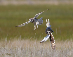 discoverynews:  bennyslegs:   fairy-wren:   short eared owls (photos by ron dudley)   go home owls you’re drunk   Mavrick got caught in Iceman’s jetwash! “Mav’s in trouble! He’s in a flat spin, heading out to sea!”