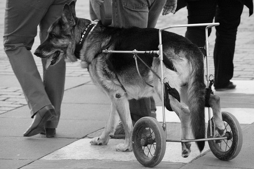 conciencia-animal:  Los niños no se rinden, y los animales TAMPOCO! 