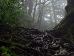  Roots of fog II by antonioperezrio.com on