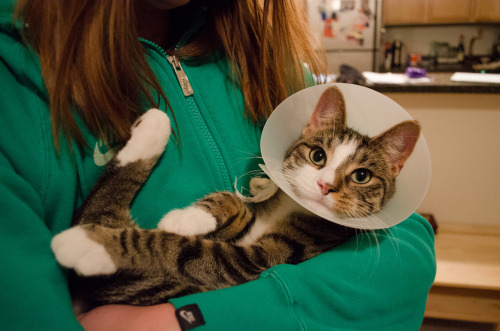 happy (cat) mothers day! p.s. that cone was the worst! good riddance!