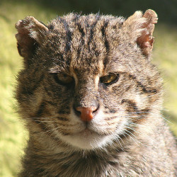 big-cat-nation:  fishing cat by Jornic on Flickr. A beautiful big cat rarely heard about.  Fishers. I&rsquo;ve never had a good experience with these creatures. Where I once lived, small dogs, farm and house cats, foals, calves, chickens and other smaller