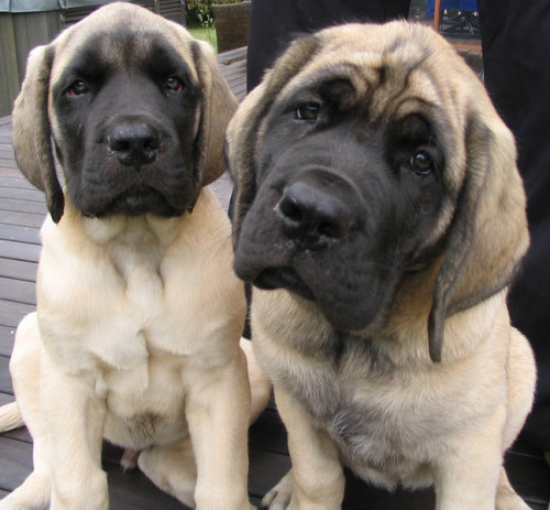 Mastiff Puppies(via thefoodisgoodhere)