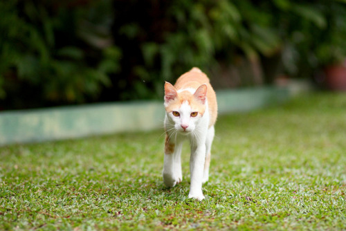 &ldquo;HOLD UR HORSEZ! IM COMIN, MASTAH!&rdquo; by stratman2 (away for a while) on Flickr.