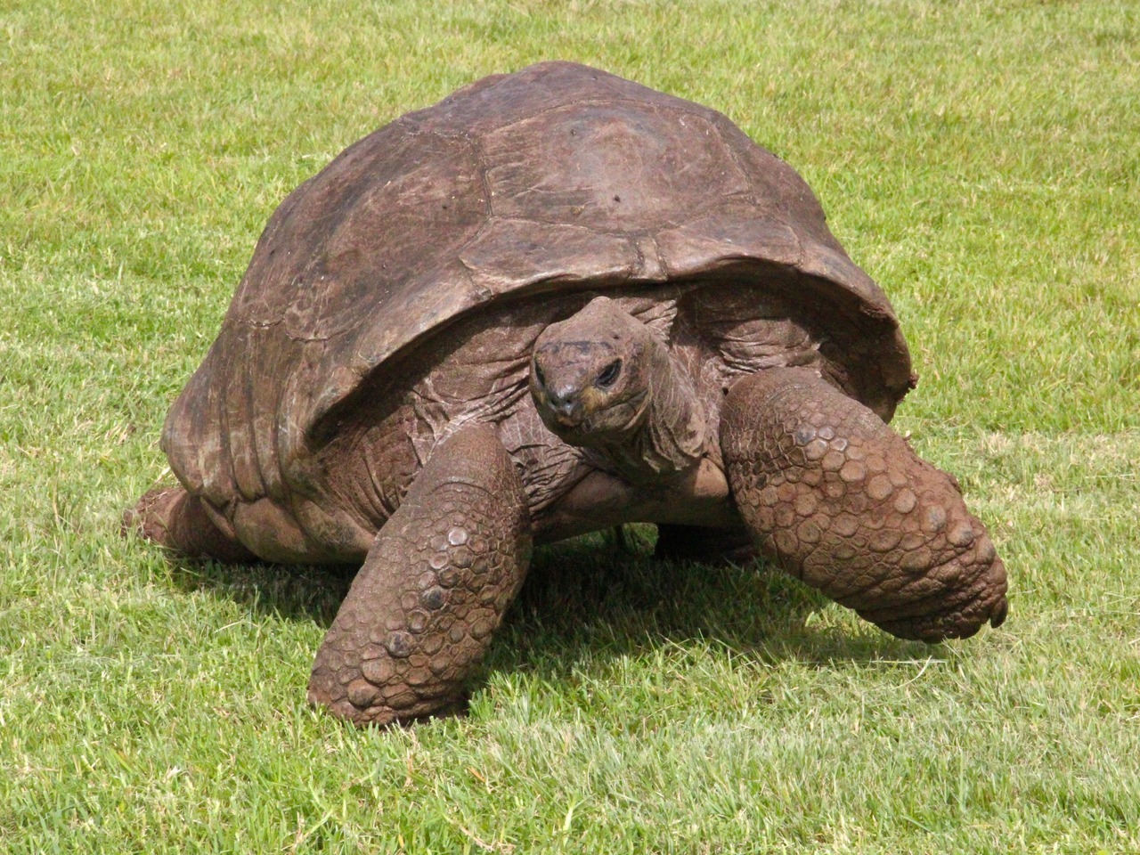 willigula:  Meet Jonathan the Seychelles Giant Tortoise (Dipsochelys hololissa).