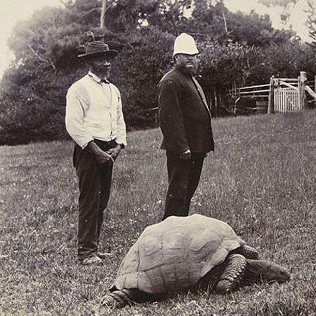 willigula:  Meet Jonathan the Seychelles Giant Tortoise (Dipsochelys hololissa).