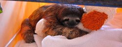 thatfemmeboy:  if you think that sloths aren’t cute then you’re wrong 