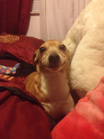 0ctopusssy:  0ctopusssy:  My friend sent me a picture of her dog and it looks so