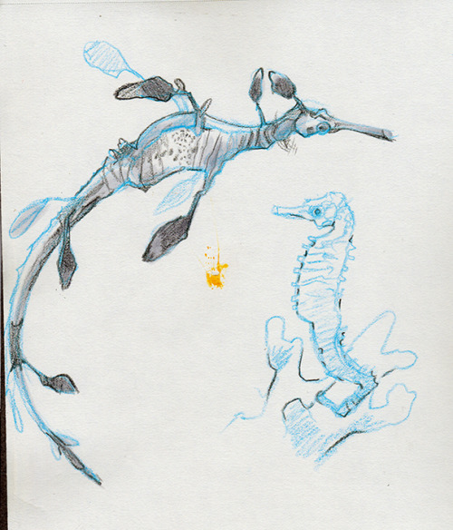 mangycoyote:  Went back to the aquarium! I’m hooked. (unintentional fish pun)