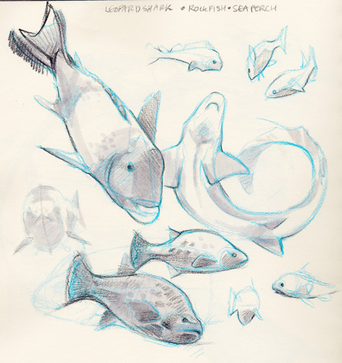 mangycoyote:  Went back to the aquarium! I’m hooked. (unintentional fish pun)