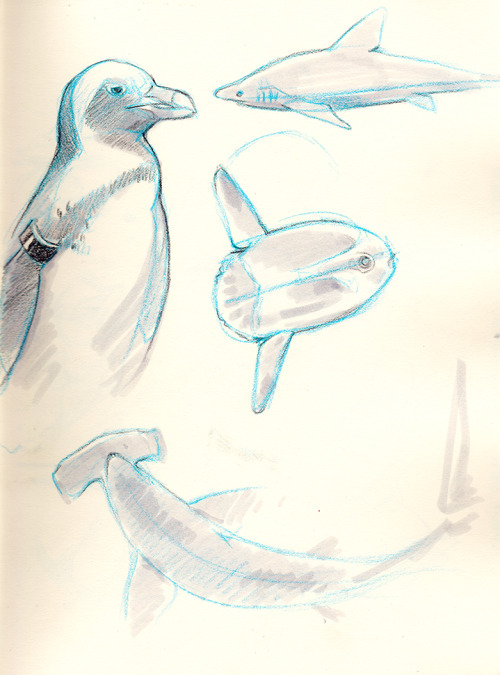 mangycoyote:  Went back to the aquarium! I’m hooked. (unintentional fish pun)