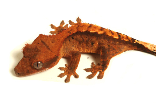 reptilesrevolution:  The same color of crested geckos i have. 