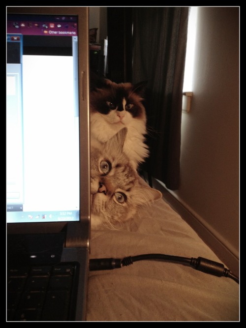 getoutoftherecat:  contrary to popular belief, you’re not the Internet connection and your staring creeps me out.